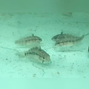 Apistogramma Set of 4