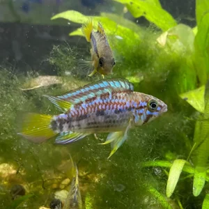 Apistogramma sp. ortegai "Pebas"
