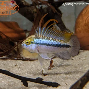 Apistogramma trifasciata