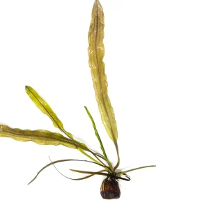 Aponogeton longiplumulosus Bulb