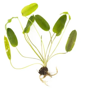 Aponogeton Natans