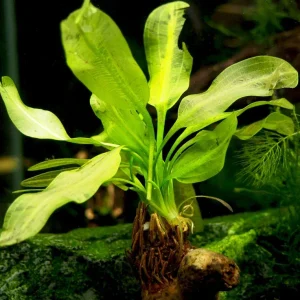 Aponogeton ulvaceus, bulb