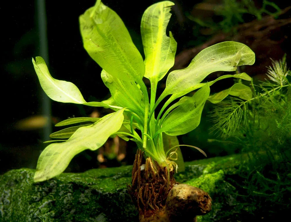 Aponogeton ulvaceus, bulb