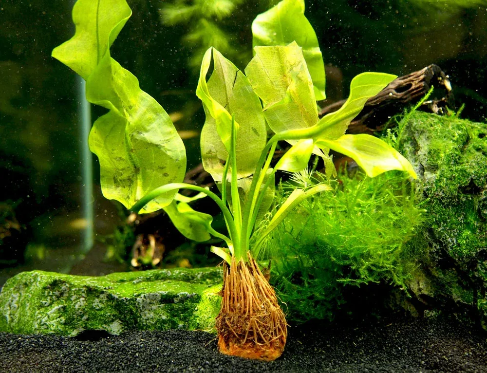 Aponogeton ulvaceus, bulb - Image 2