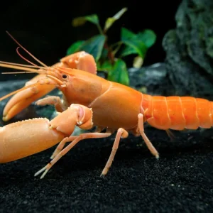 Apricot Crayfish (Cherax holthuisi var. “Apricot”), Tank-Bred!