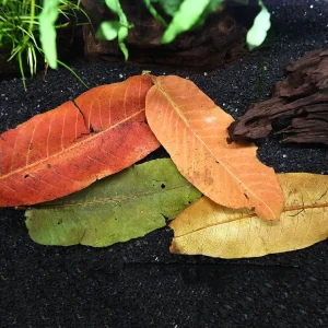 Aquatic Arts Arjuna Leaves (Terminalia arjuna)