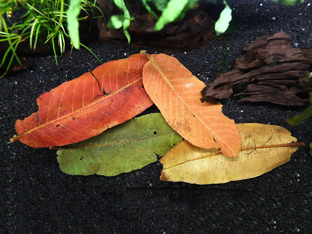 Aquatic Arts Arjuna Leaves (Terminalia arjuna)