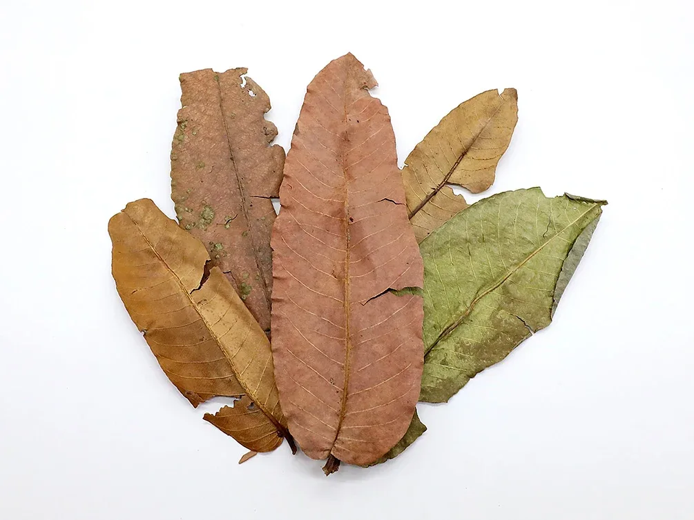 Aquatic Arts Arjuna Leaves (Terminalia arjuna) - Image 2