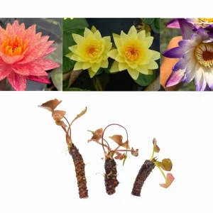 Aquatic Arts Assorted Hardy Water Lily 3-Pack – Live Tubers for Ponds