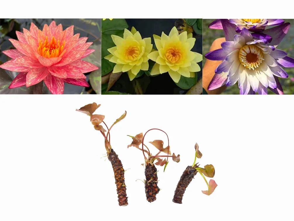 Aquatic Arts Assorted Hardy Water Lily 3-Pack – Live Tubers for Ponds