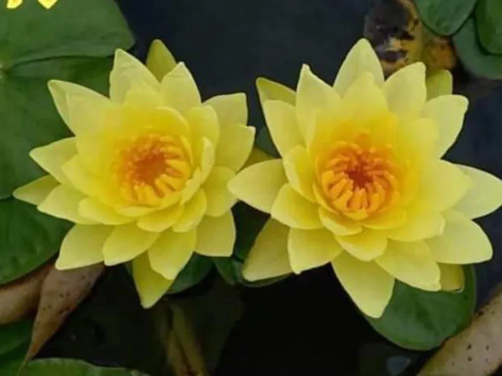 Aquatic Arts Assorted Hardy Water Lily 3-Pack – Live Tubers for Ponds - Image 2