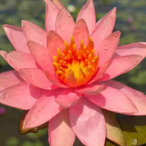 Aquatic Arts Colorado Water Lily (Nymphaea ‘Colorado’) – Orange Pond Lily Tubers (12 Pack)
