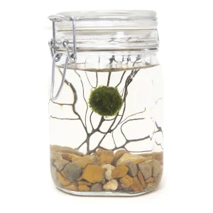 Aquatic Arts Desktop Terrarium