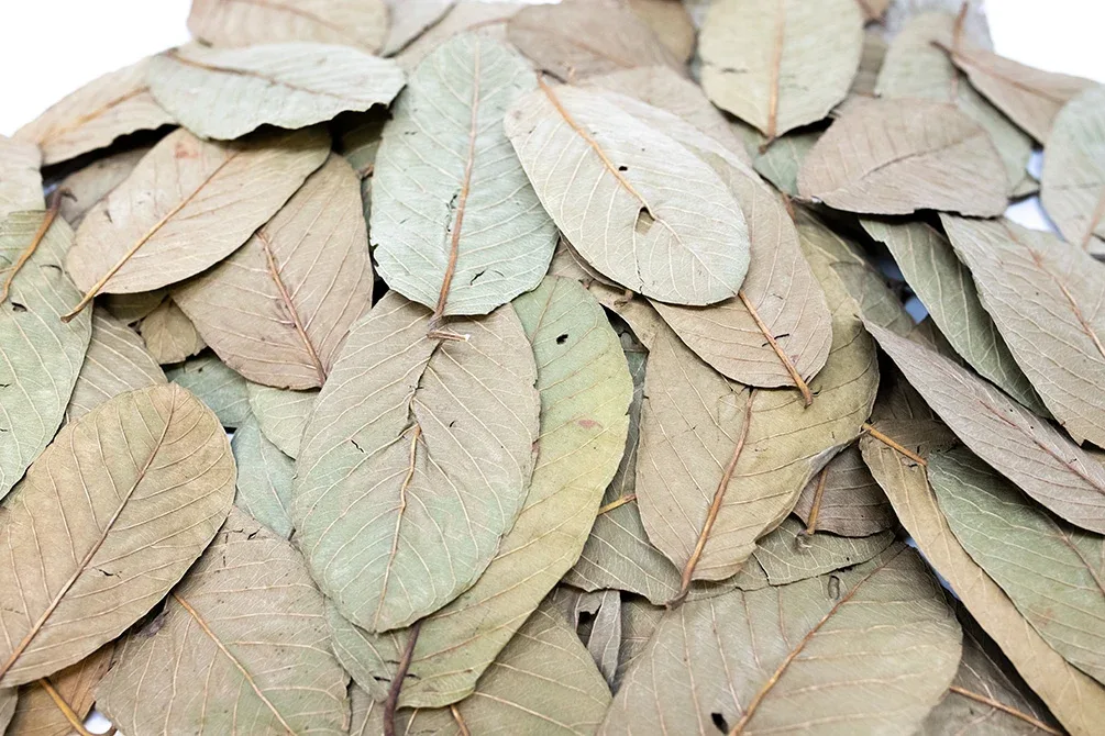 Aquatic Arts Guava Leaves - Image 2