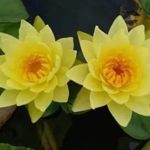 Aquatic Arts Joey Water Lily (Nymphaea ‘Joey’) – Yellow Pond Lily Tubers (12 Pack)