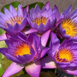 Aquatic Arts King of Siam Water Lily (Nymphaea) – Blue Tropical Pond Lily Tubers (12 Pack)