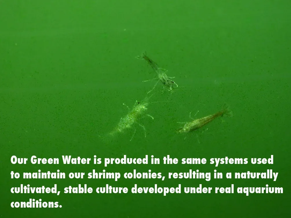 Aquatic Arts Live Feeder Bundle – Moina or Daphnia with Green Water - Image 2