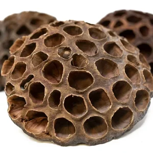 Aquatic Arts Lotus Pods