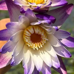 Aquatic Arts Purple Joy Water Lily (Nymphaea ‘Purple Joy’) – Purple Pond Lily Tubers (12 Pack)