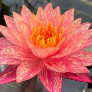 Aquatic Arts Wanvisa Water Lily (Nymphaea ‘Wanvisa’) – Red Pond Lily Tubers (12 Pack)