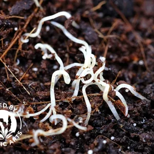 Aquatic Arts White Worm Starter Culture – Live Food