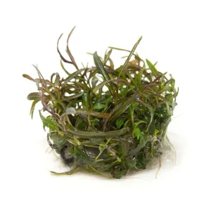 Araguaia Hygro (Hygrophila lancea "Araguaia") Tissue Culture