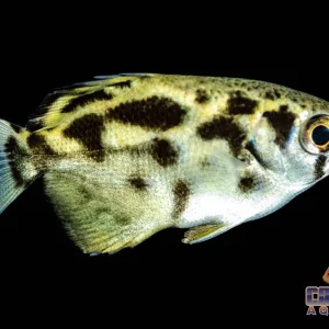 Archerfish - Burmese Clouded 2in
