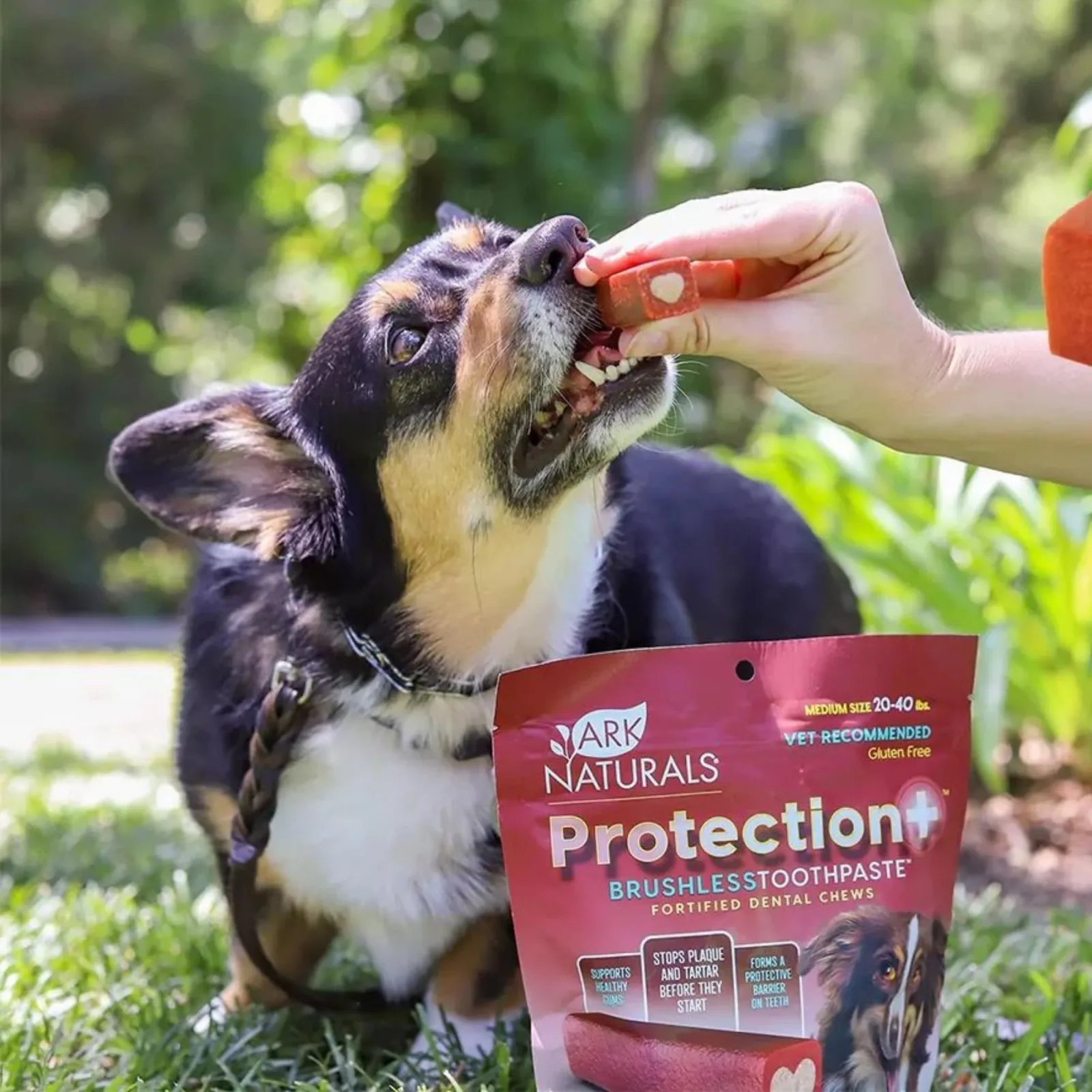 Ark Naturals Protection+ Toothpaste 5-in-1, 1 lb, 2 oz Bag Medium Dog Chews - Image 2
