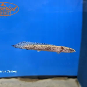 Armored Bichir (Polypterus delhezi)