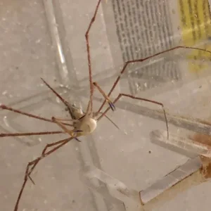 Arrow  Crab