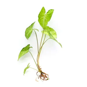 Arrowhead Vine (Syngonium podophyllum)