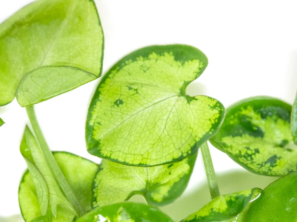 Arrowhead Vine (Syngonium podophyllum) Tissue Culture - Image 2