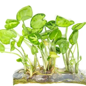 Arrowhead Vine (Syngonium podophyllum) Tissue Culture