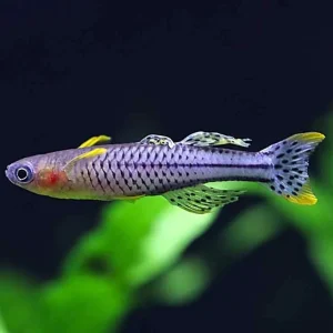 Aru IV Gertrude’s Spotted Blue-Eye Rainbowfish (Pseudomugil gertrudae) – Tank-Bred