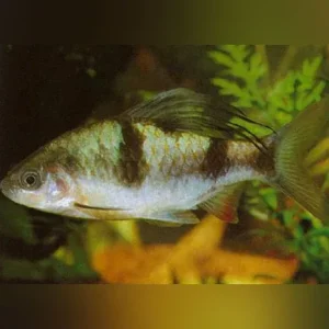 Arulius Barb