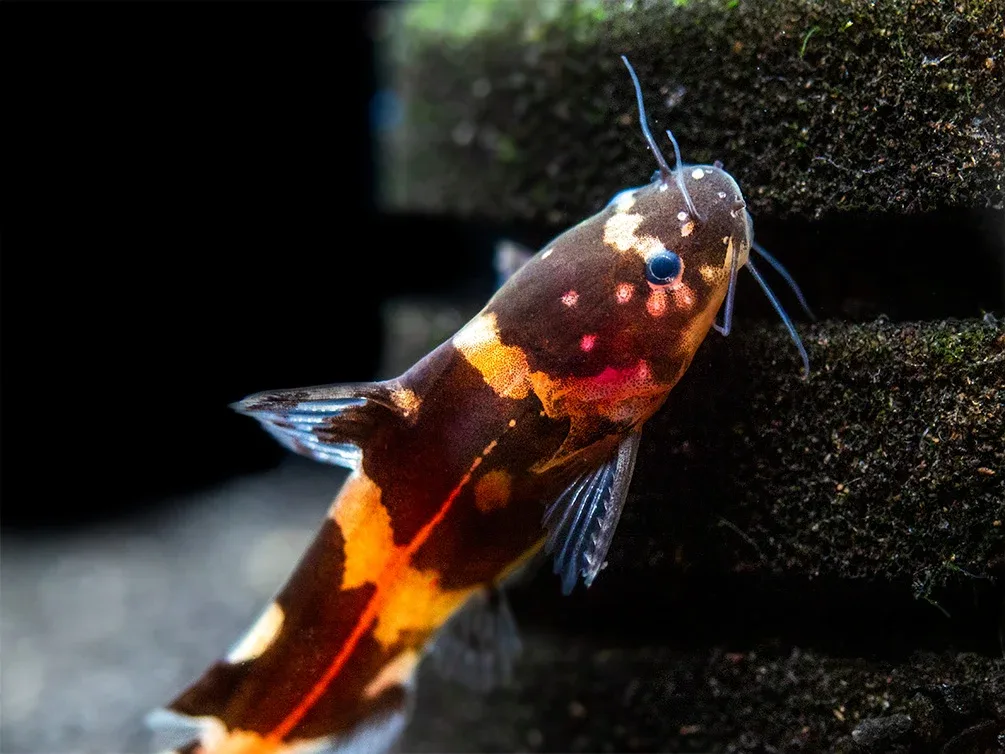 Asian Bumblebee Catfish (Pseudomystus siamensis) - Image 2