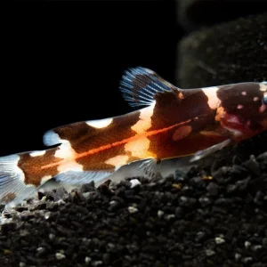 Asian Bumblebee Catfish (Pseudomystus siamensis)