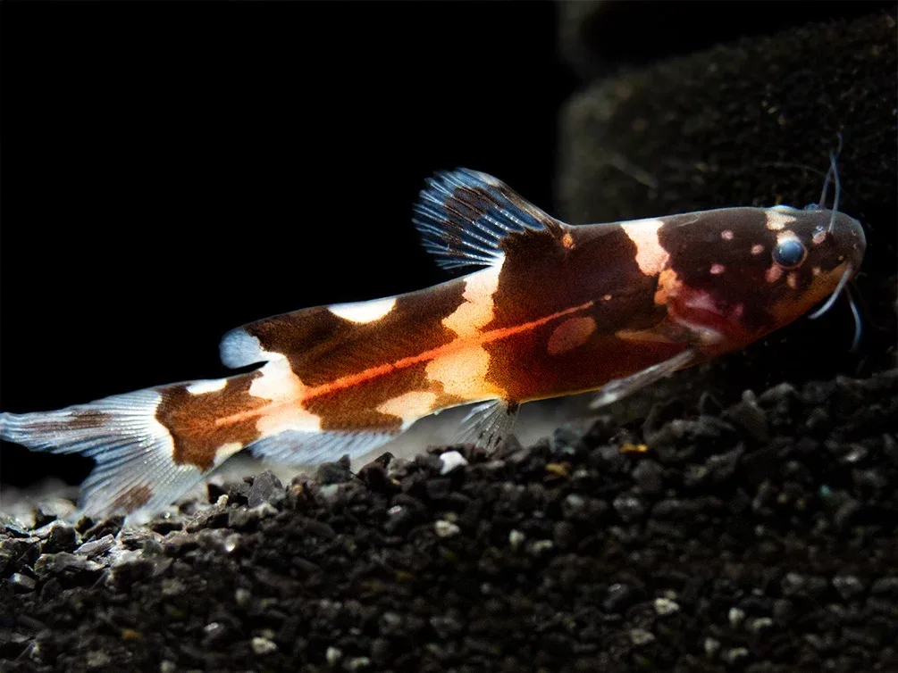 Asian Bumblebee Catfish (Pseudomystus siamensis)