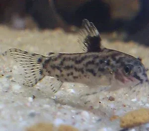 Aspidoras Catfish