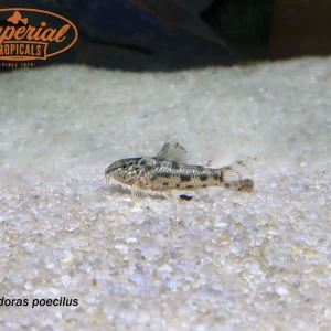 Aspidoras poecilus
