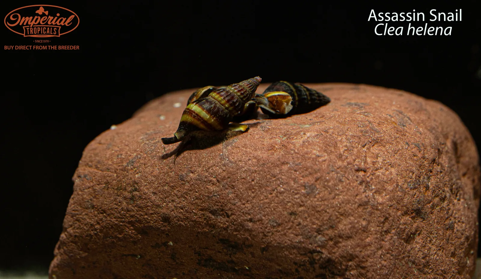 Assassin Snail (Clea helena) - Image 2