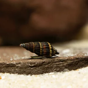 Assassin Snail (Clea helena)