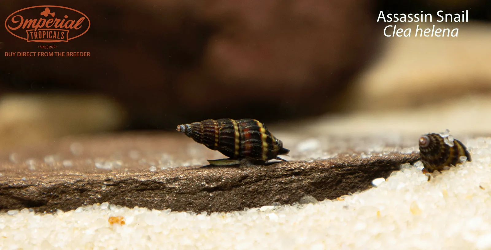 Assassin Snail (Clea helena)