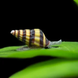 Assassin Snails (Clea helena)