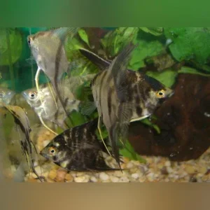 Assorted Angelfish 1.5″ (Lot of 4)