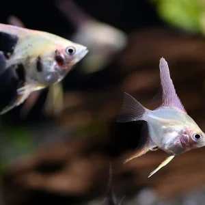 Assorted Angelfish (Pterophyllum scalare) - Bred by Aquatic Arts