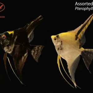 Assorted Angelfish (Pterophyllum scalare)
