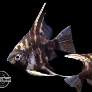 Assorted Angelfish (Pterophyllum scalare) - Locally Bred!