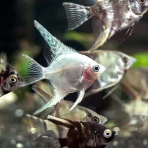 Assorted Angelfish (Pterophyllum scalare) - Tank-Bred!