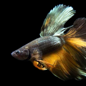 Assorted Black Mustard Gas Halfmoon Betta (Betta splendens) - Tank-Bred!